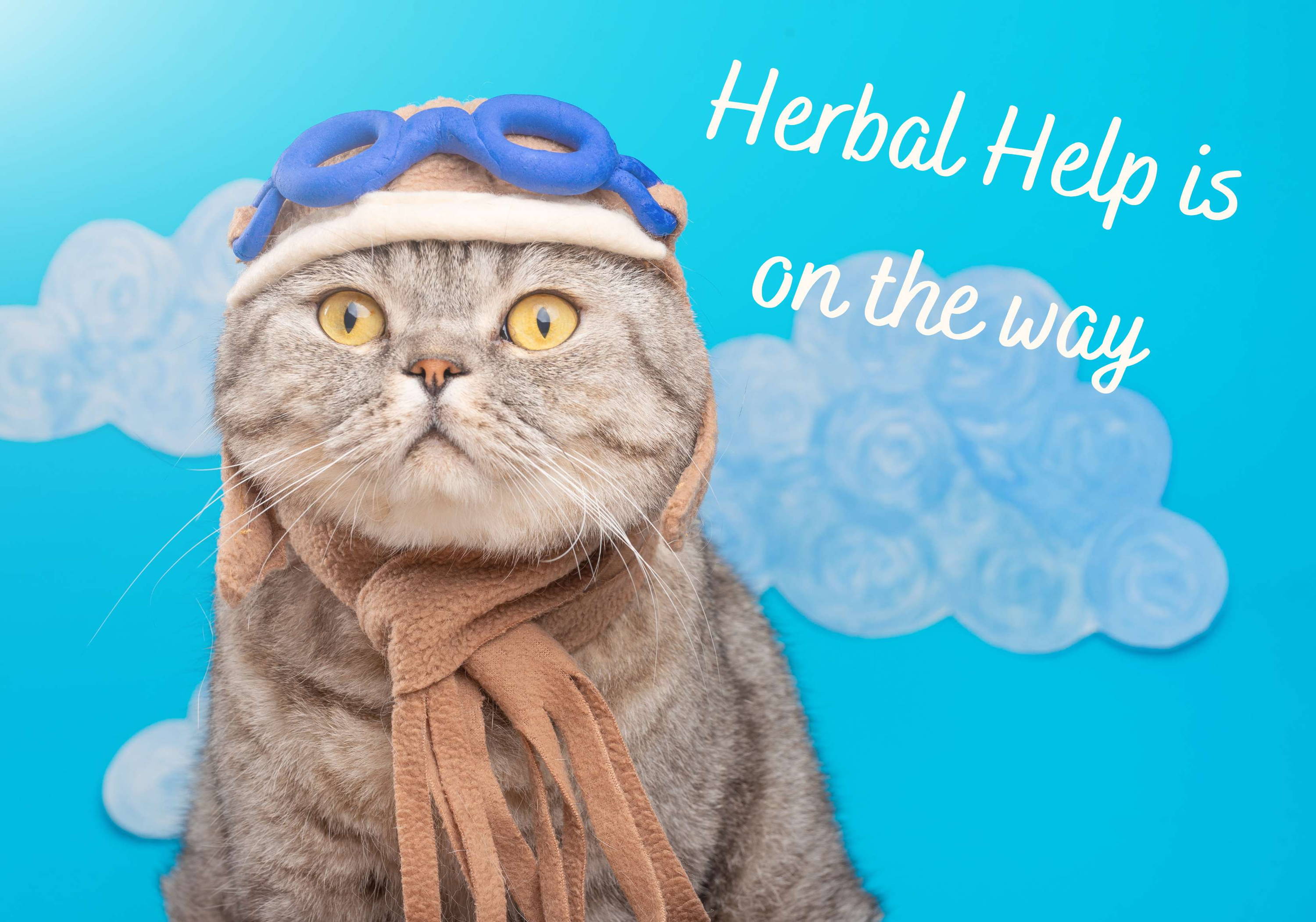 Hyperthyroid Support Herbal Tincture for Cats 100ml Natural Pet Supplements Australia